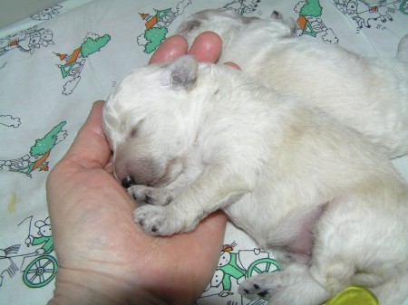 10. den pejsek ARIES